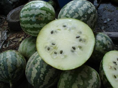 老白瓜怎么吃视频,视频教你轻松解锁美味新境界