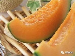 吃新疆哈密瓜的视频,甜蜜滋味,视觉盛宴