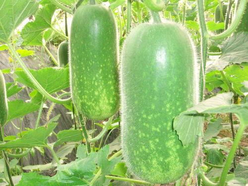 体寒人吃土瓜好不好呢视频,体寒人群食用土瓜的适宜性探讨