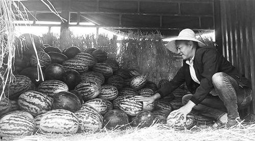 蠡县吃瓜群众事件视频,一场网络舆论的风暴与反思