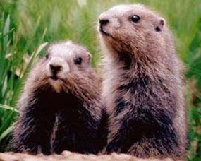 地鼠吃瓜卡住牙齿了视频,萌宠意外遭遇的“甜蜜烦恼”