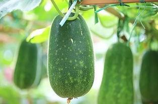 三伏吃三瓜视频,三瓜食疗视频大揭秘