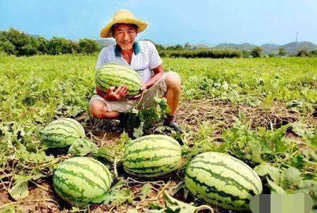 黄河路吃瓜视频,揭秘街头美食背后的故事