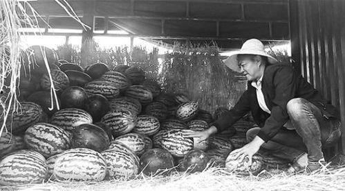 徐州吃瓜群众事件视频,网络舆论场中的围观与反思