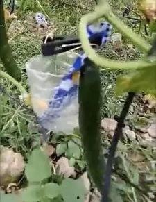 临沂平邑吃瓜事件真相视频,还原事件始末