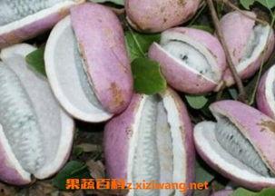 恩施吃瓜大事件视频回放,一场全民参与的视觉盛宴