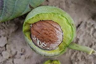 临县吃瓜视频,揭秘当地特色美食与民间风情