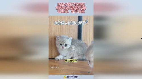 小猫吃瓜吵架视频播放,小猫吃瓜视频引网友热议