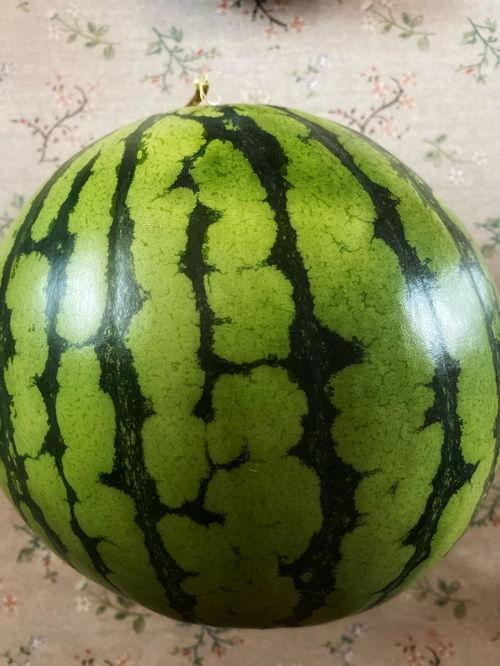 优雅吃瓜表演视频