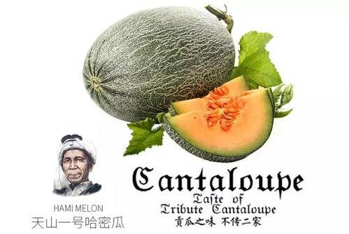 在哪找吃瓜的视频号呢,如何轻松找到热门吃瓜视频号